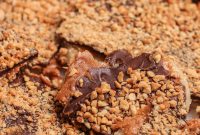 Frozen Banana Bark with Chocolate and Peanut Butter