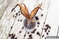 Blueberry Eggplant Jerky Recipe: Sweet Smoky Vegan Snack