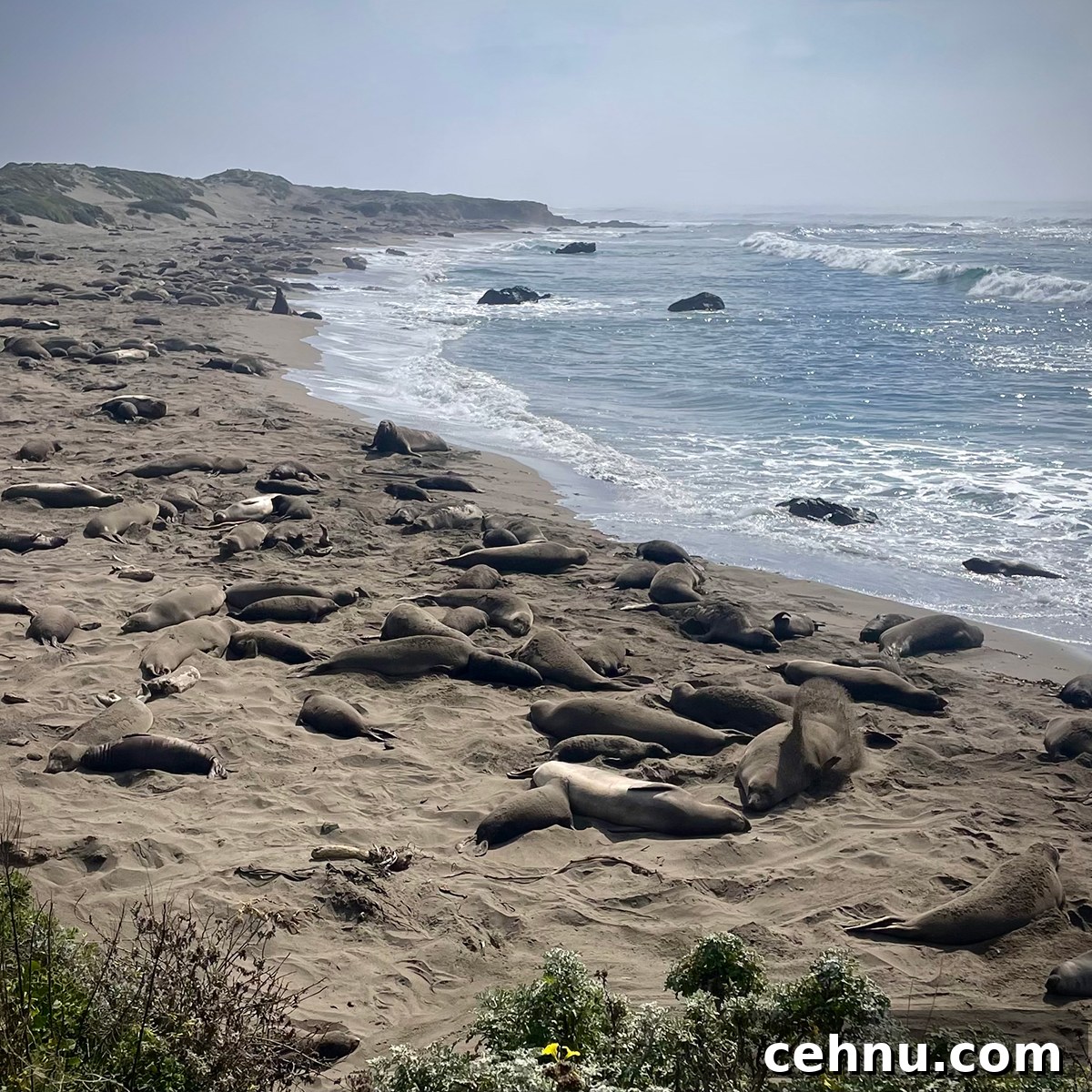 Lets Get Lost February 2022 Travel Inspiration 11 A bunch of Elephant Seals laying on a beach on the California coast.
