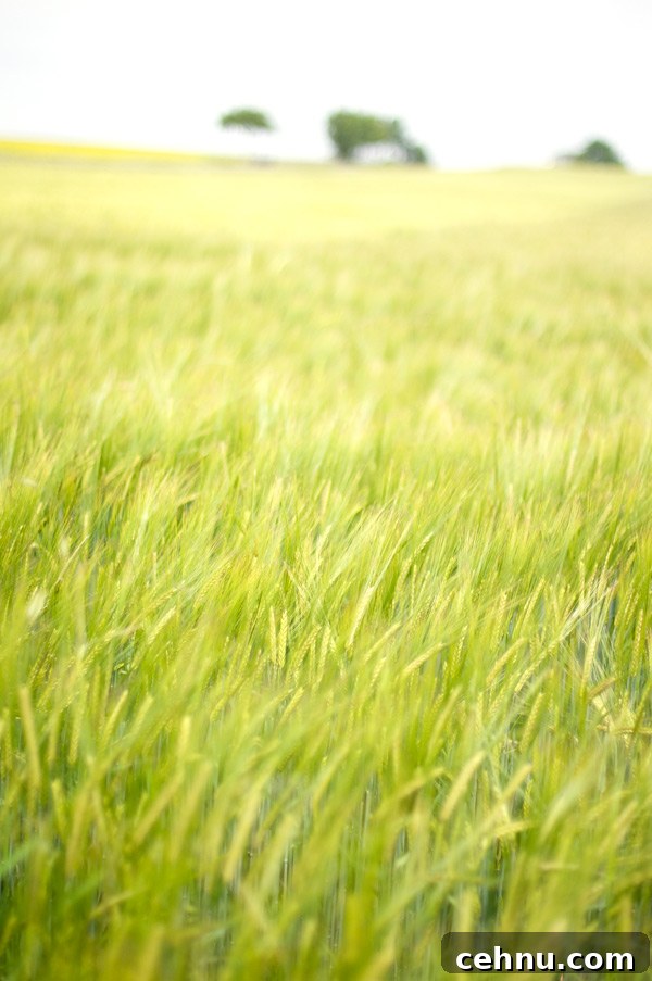 img 14116 2