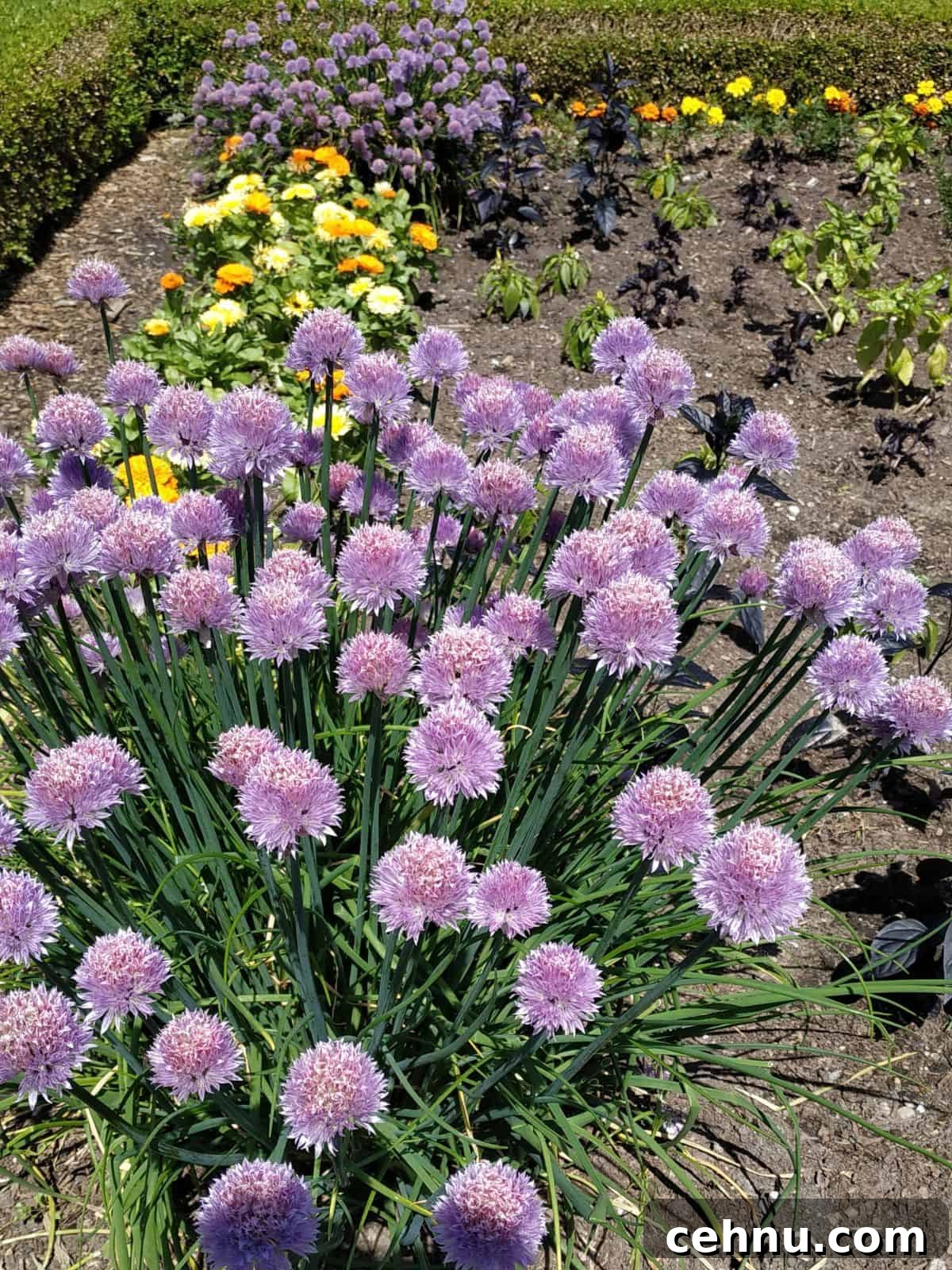 chives growing in a garden.
