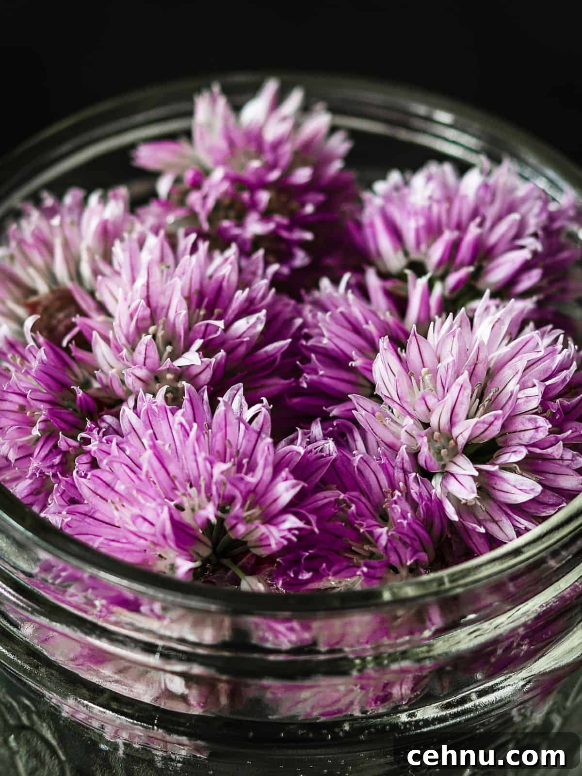 Chive flowers floating in a mason jar with vinegar.