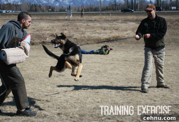 5 Ways to Show Your Dog Love and Save on NexGard Today 3 bear training exercise