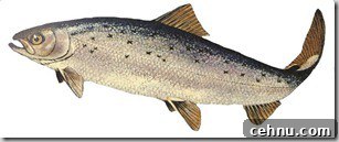 Atlantic salmon. Salmo salar.