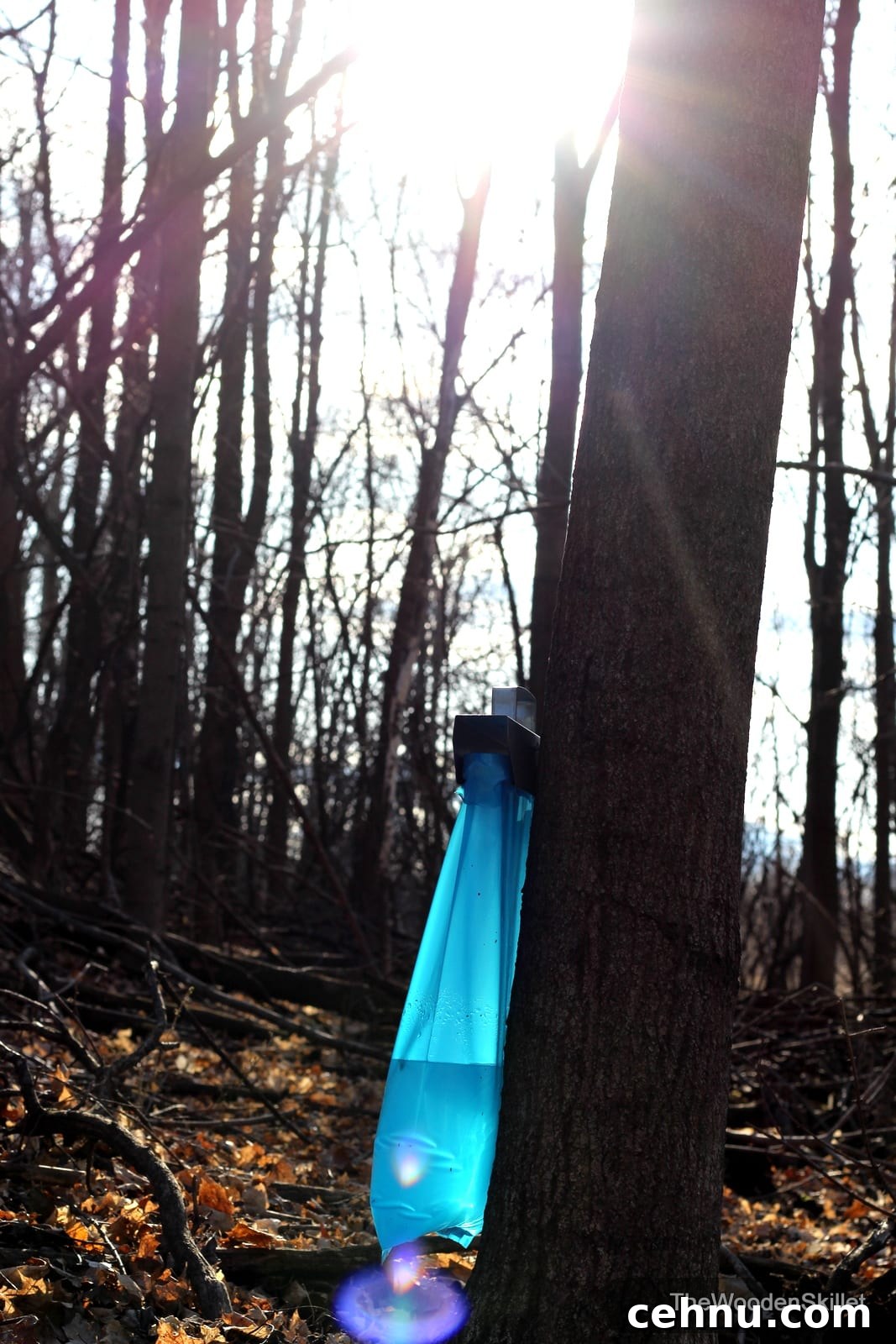Picture of a maple tree with a sap bag hanging off of it. 