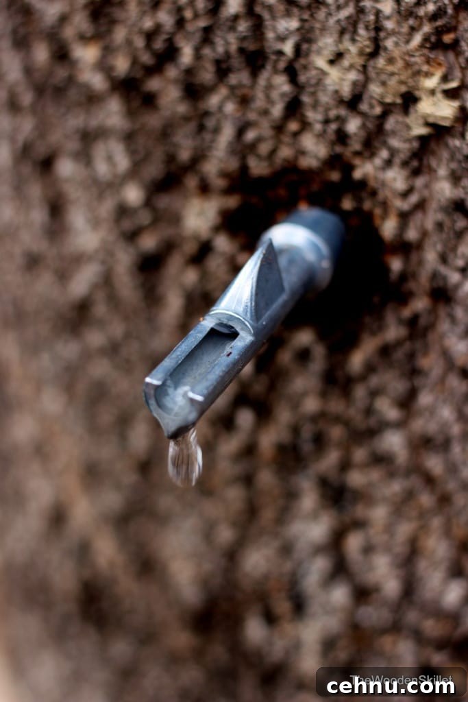 A metal tap coming out of a maple tree with a little sap about to fall out. 