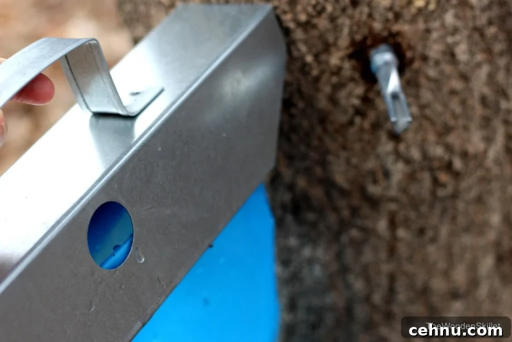 Picture showing hole in sap bag where it sits on a metal tap. 