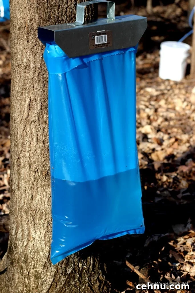 Picture of a bag of sap hanging off of a maple tree. 
