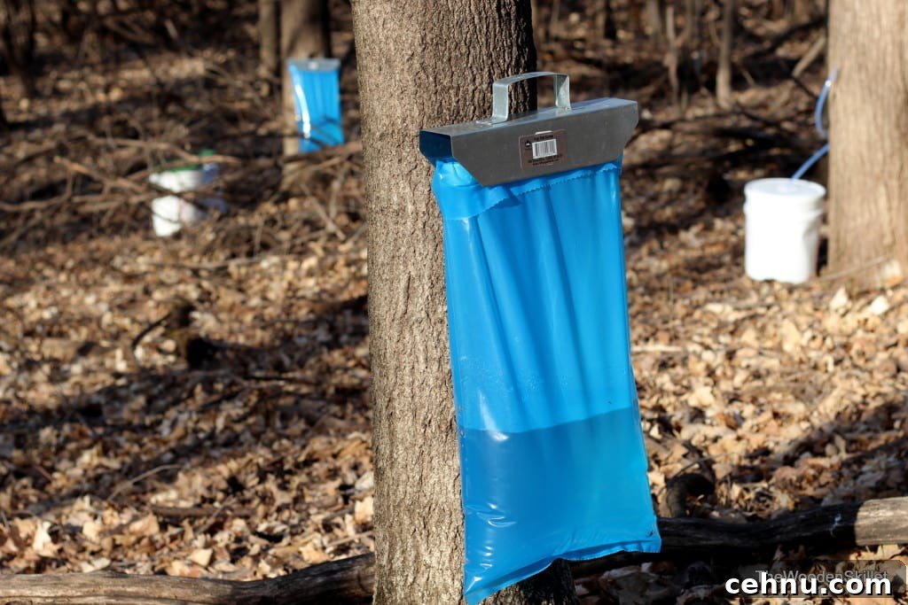A sap bag hanging off of a maple tree. 