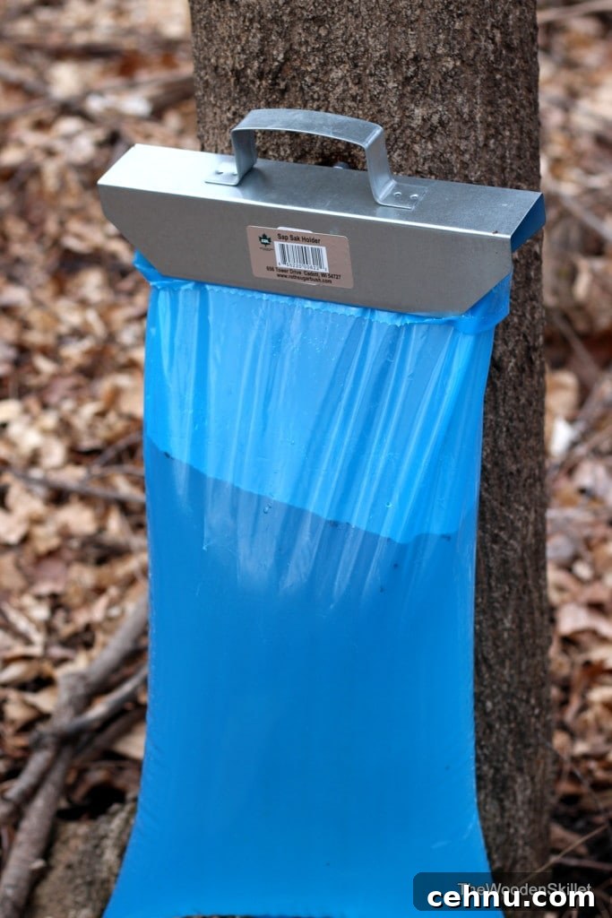 A bag of sap hanging off of a maple tree. 